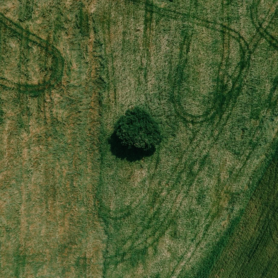 Drone shot capturing a solitary tree in a vast green field, showcasing nature's simplicity and beauty.